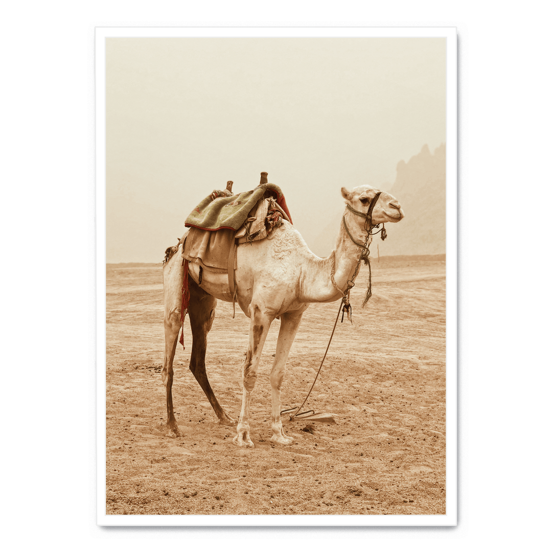 Camel In The Desert
