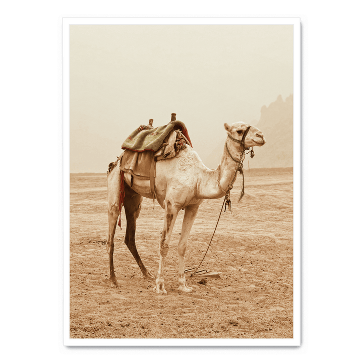 Camel In The Desert