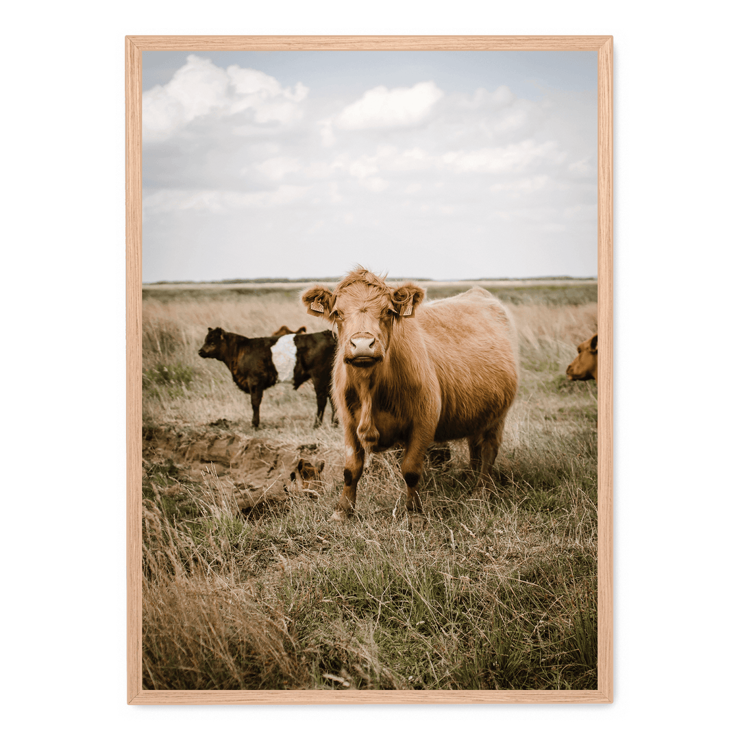 Cattle In The Field