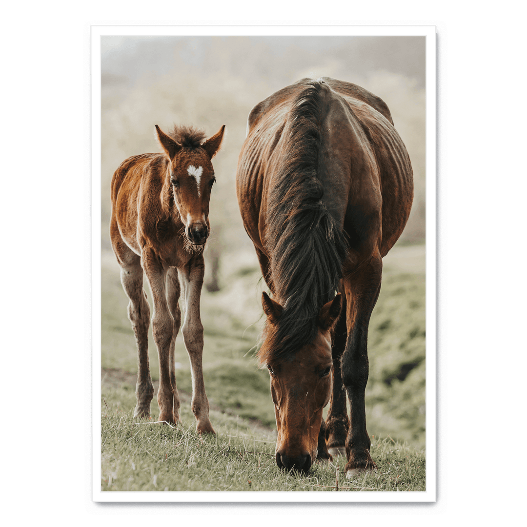 Horse And Foal