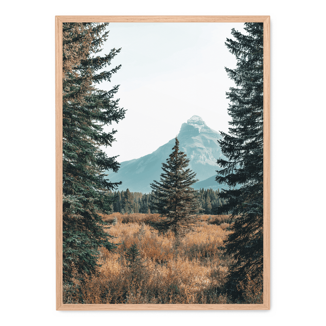 Landscape With Pinetrees