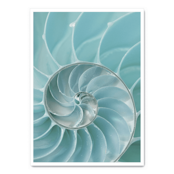 Nautilus Shell