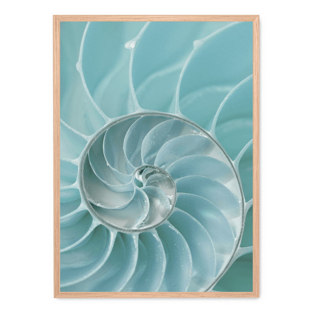 Nautilus Shell