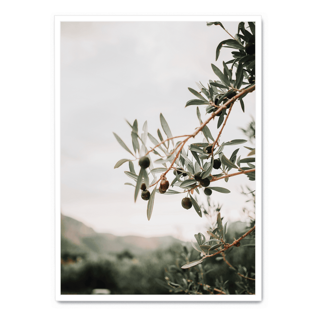 Olive Tree