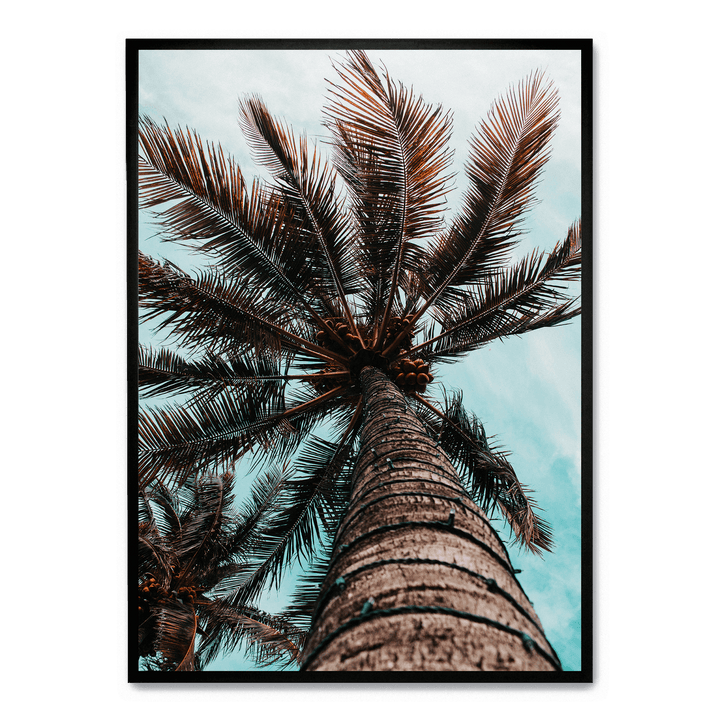 Palm Tree