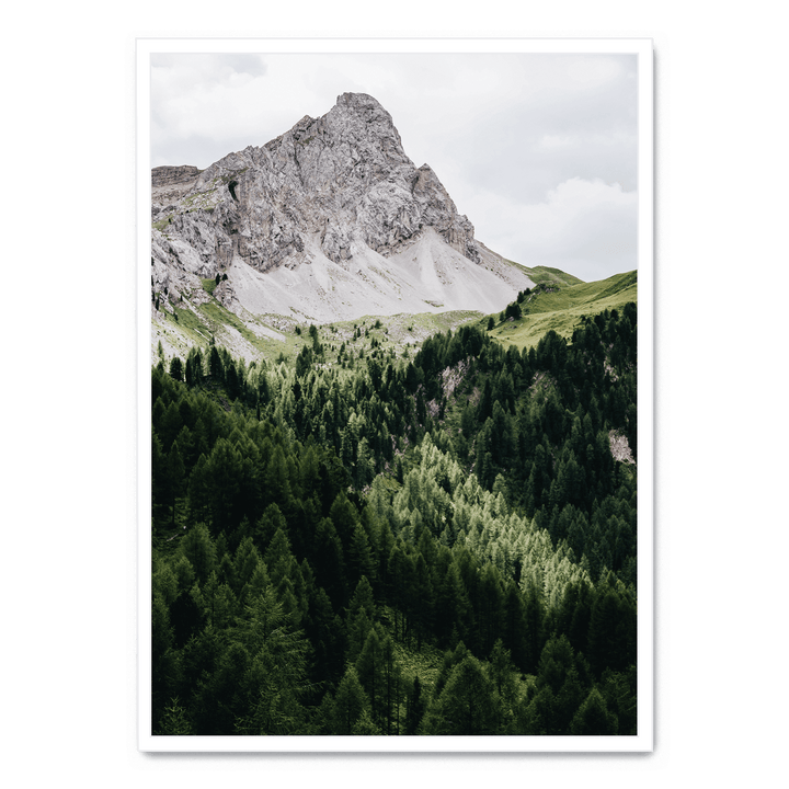 Pinetrees And Mountain