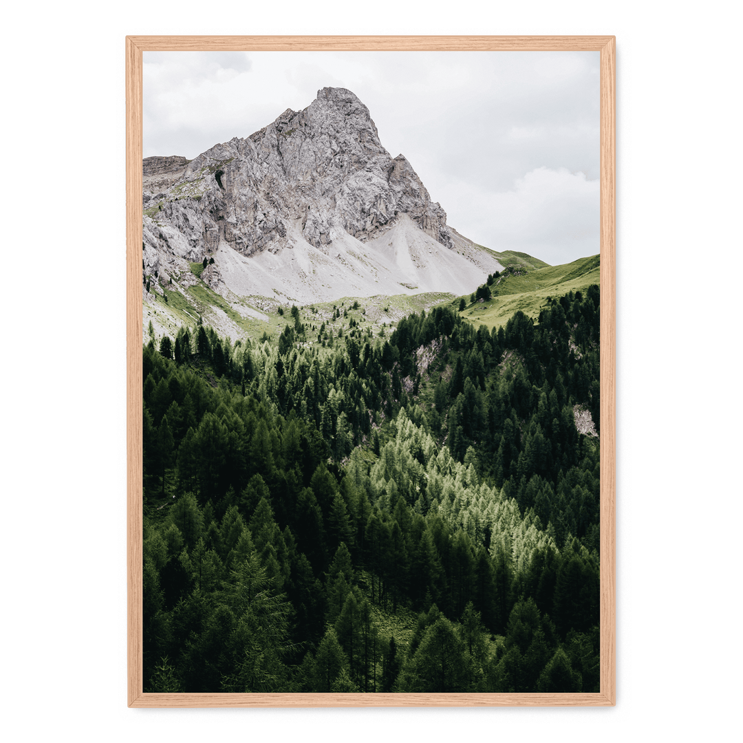 Pinetrees And Mountain