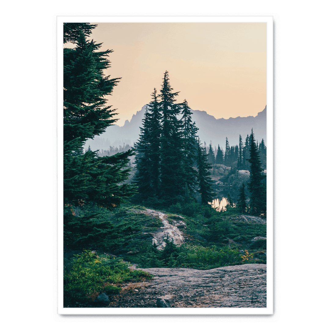 Sunshine In The Woods 2