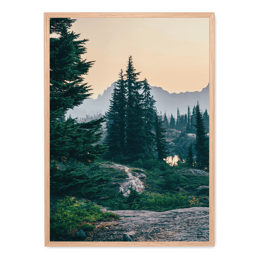 Sunshine In The Woods 2